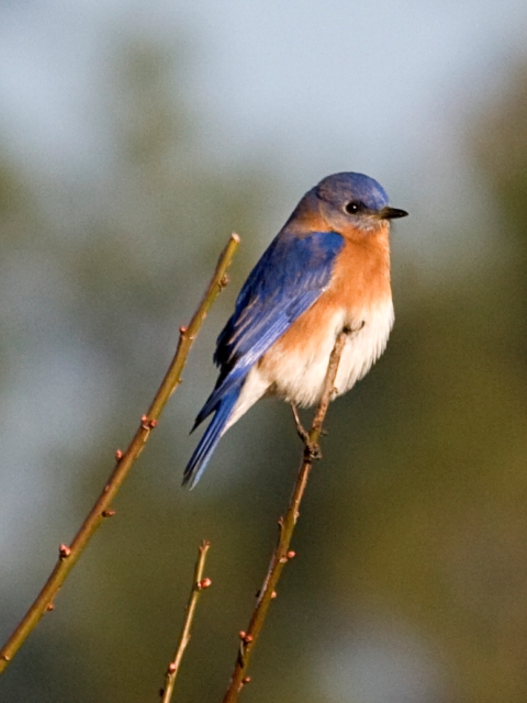 Life Chronicles: The American Bluebird